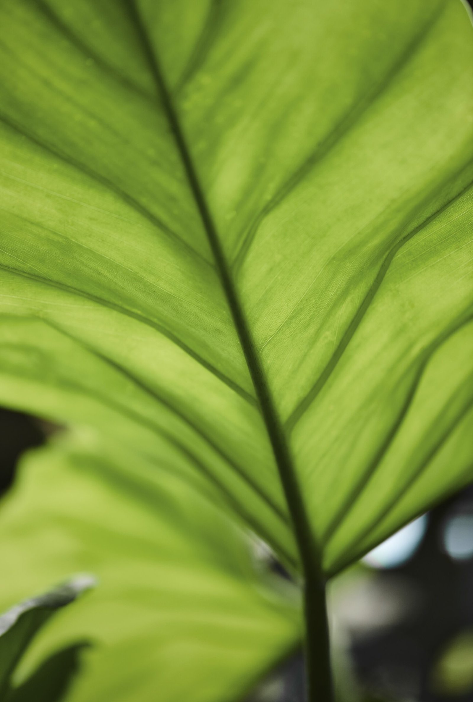 Accueil green leaf in macro shot