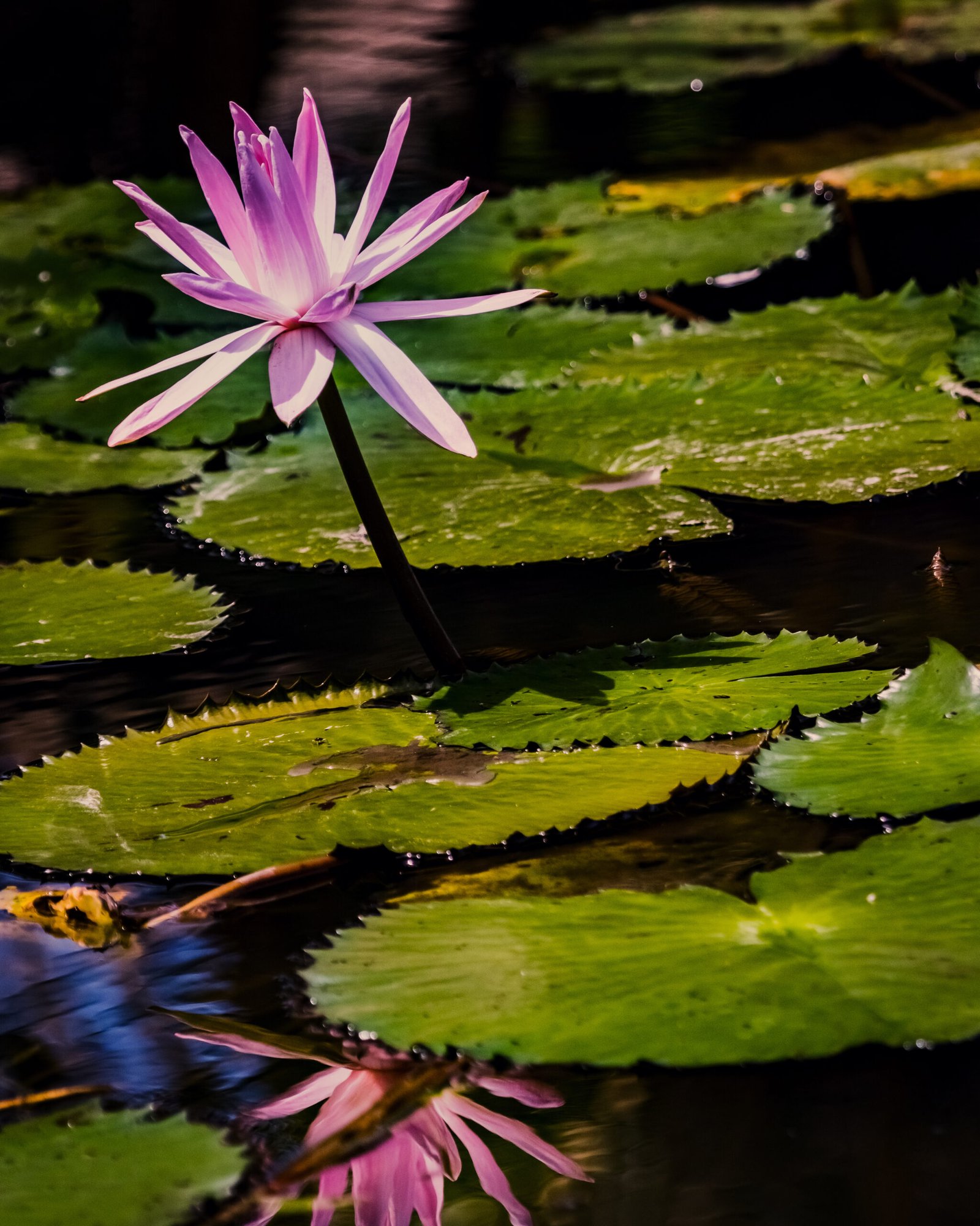 Accueil Vertical Shot Pink Lotus Pond Scaled